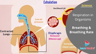 Respiration in Organisms Class 7 Science  Breathing and Breathing Rate [upl. by Almat]