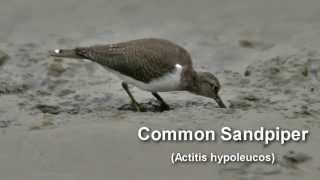 Sandpiper  Common Sandpiper Bird Call and Pictures for Teaching BIRDSONG [upl. by Akemal]