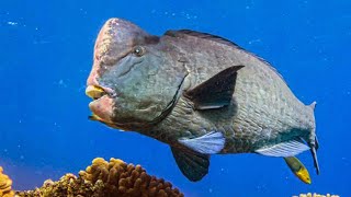 Green Humphead Parrotfish [upl. by Gaye90]