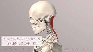 Combined Neck Flexion  Lateral Flexion  Ipsilateral Rotation Stretch [upl. by Gallenz131]