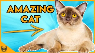 Facts About Burmese Cats  The Perfect Breed [upl. by Whittaker]