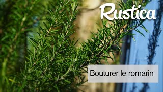 Comment bouturer le romarin [upl. by Selia]