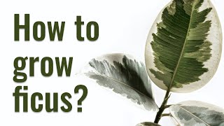 How to grow Ficus Elastica from STEM CUTTINGS  Plant REJUVENATION [upl. by Clercq]