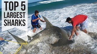 Top 5 Largest Sharks Caught [upl. by Audry]