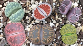 How to Repot Lithops  Hybridisation and Collection [upl. by Olocin]