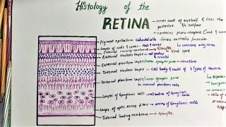 Histology Of Retina [upl. by Saiasi78]