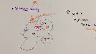 Respuesta Inmune contra Bacterias Intracelulares [upl. by Yecart]