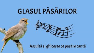 Glasul păsărilor  Ascultă și ghicește glasul păsărilor [upl. by Talbott]