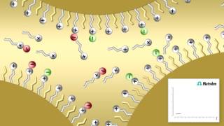 Ion pair chromatography [upl. by Uyekawa]