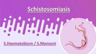 Schistosomiasis  SHaematobium  SMansoni [upl. by Orimisac95]