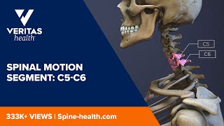 Spinal Motion Segment C5C6 [upl. by Htebyram]