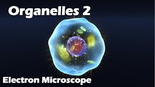 Organelles  Electron Microscope [upl. by Jyoti]