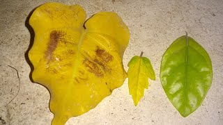 YELLOWING LEAVES 3 types REMEDIES and REASONS [upl. by Zoldi]