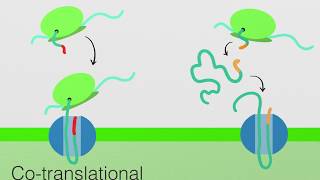 Endoplasmic Reticulum Protein Transport Cytoplasm to ER and ER to Cytoplasm [upl. by Nuaj]