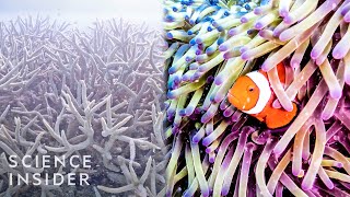 Why The Great Barrier Reef Could Disappear By 2050 [upl. by Reema]