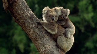 Koala Baby Koalas [upl. by Adnileb784]