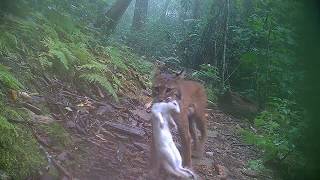 Bobcats stalking prey behind our home in Hendersonville NC [upl. by Toll]