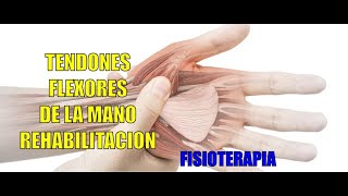 ROTURA DE TENDONES FLEXORES  Fisioterapia  Rehabilitación [upl. by Dnalsor]