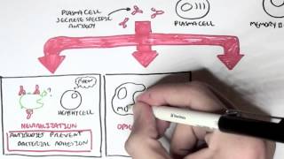 Immunology  Adaptive Immune System [upl. by Damalas]