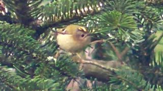 Goldcrest  The Smallest Bird in The UK  Roitelet huppé [upl. by Aneleh]