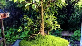 Ficus bonsai Major root surgery July 2014 [upl. by Mariya7]