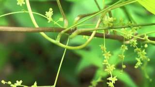 Plant portrait  Wild yam Dioscorea villosa [upl. by Hailee]