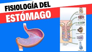 Fisiología del estómago [upl. by Nosmas409]