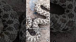 Facts About Hognose Snake [upl. by Noby]