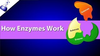 How Enzymes Work [upl. by Doxia]