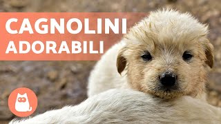 CAGNOLINI Adorabili e Divertenti 🐶 Video di Cuccioli Tenerissimi [upl. by Weir884]