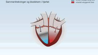 Sirkulasjonssystemet [upl. by Atel841]