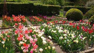 Top tips for growing tulips [upl. by Llenehs]