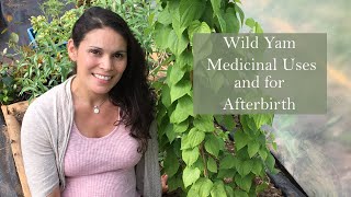 Medicinal Uses and Health Benefits of Wild Yam Dioscorea villosa with Marina Kesso [upl. by Starling]