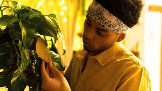 101 How to Treat Yellow Houseplant Leaves 🍁 [upl. by Braynard]