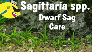 Dwarf Sagittaria Plant Profile Dwarf Sagittaria Carpet [upl. by Verna]