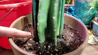 Potting Cactus Cuttings  Cactus Soil  Cactus Fertilizer  Cereus Peruvianus  Myrtillo [upl. by Naugan596]