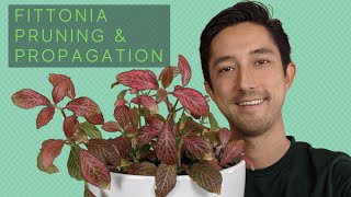 Fittonia Pruning amp Propagation  Water vs Soil For Starting New Nerve Plants [upl. by Anyal]