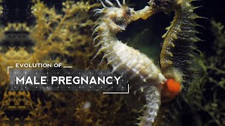 How Male Seahorses Evolved to Give Birth [upl. by Nosmas]