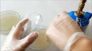 DIY BIO making culture medium for bacteria growth [upl. by Milli188]