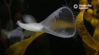 The Lions Mane Nudibranch Sea Slug Melibe leonina  The Critter Corner [upl. by Eural]