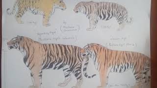 Ngandong tiger panthera tigris soloensis [upl. by Ennyl]