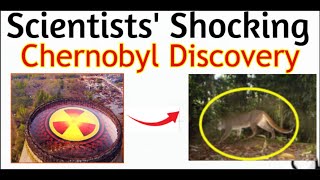 Chernobyl Forest Secrets EXPOSED [upl. by Leviram125]