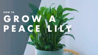 How To Care For A Peace Lily  Bunnings Warehouse [upl. by Means]