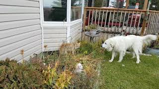 Great Pyrenees vs Coyote 😮 [upl. by Einnaej]