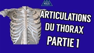 Articulations du thorax Partie 1 [upl. by Darcie]