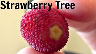 Strawberry Tree Fruit Review Arbutus Unedo  Weird Fruit Explorer  Ep 71 [upl. by Lebama]