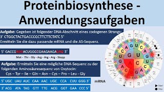 Proteinbiosynthese  KlausuraufgabenAnwendungsaufgaben Biologie Genetik Oberstufe [upl. by Arden648]