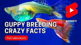 Crazy Guppy Fish Breeding Facts shorts [upl. by Nagaer]