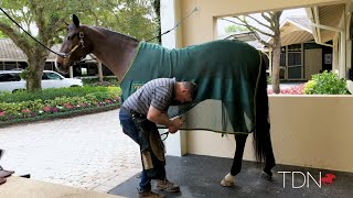 Farrier Tales How to remove a horseshoe [upl. by Elletsyrc]