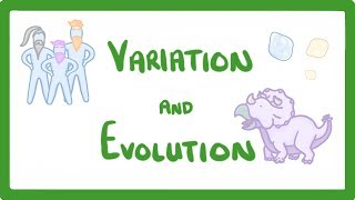 GCSE Biology  Variation and Evolution 68 [upl. by Kentigera122]